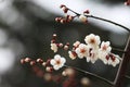 Plum blossomÃ¯Â¼ËArmeniaca mume f. simpliciflora T. Y. ChenÃ¯Â¼â°